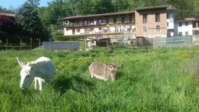 Bed & Breakfast Varionda Chiaverano Esterno foto